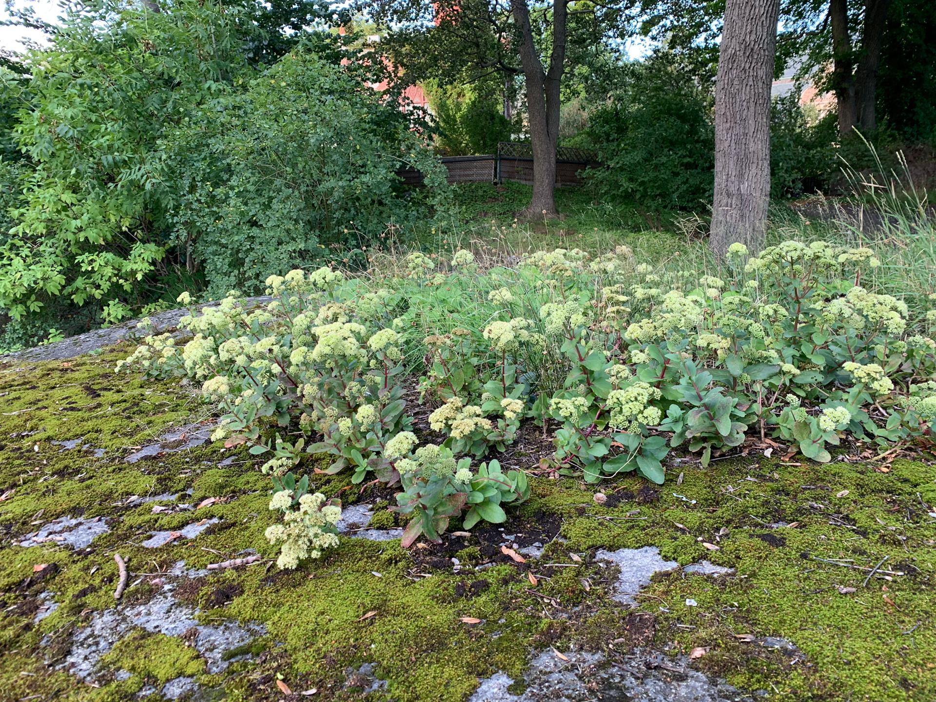 natuurlijke tuin